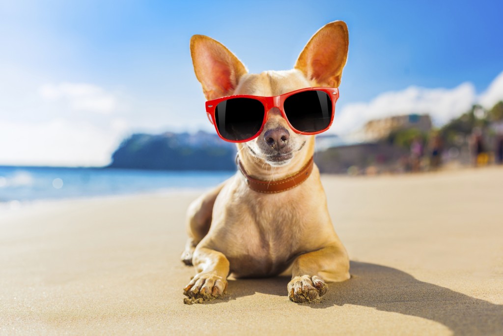 Porto Pino Spiaggia Dog Friendly Promossa Dalla Lega