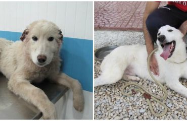 cane teddy collage