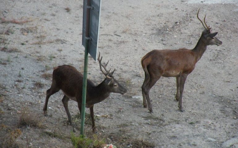 La foto dei lettori: un gruppo di cervi all’interno dell’abitato di Montevecchio
