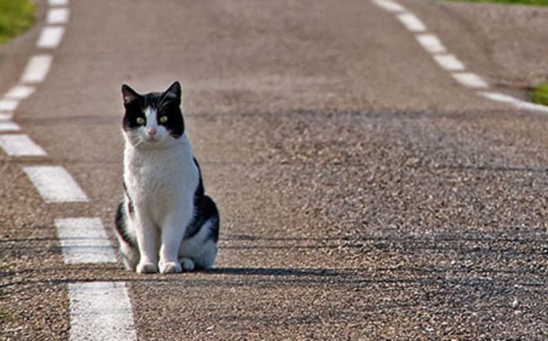 Sarroch: gatto investito morto dopo 3 giorni di agonia. “Perchè i vigili non sono intervenuti?”