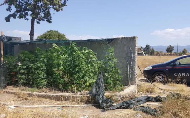 Flumini di Quartu, 40 piante di marijuana in casa e un laboratorio per la coltivazione, arrestato un pensionato