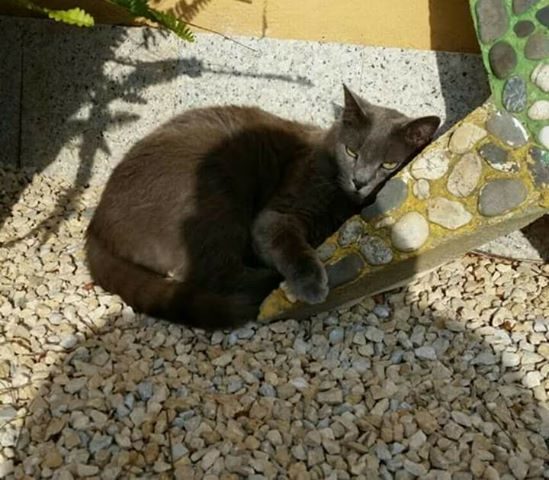 Pula. Nessuna notizia del gattone grigio scomparso a luglio. L’appello della padrona