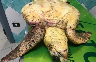 Monky la tartaruga salvata a Torre delle Stelle - Foto Clinica Veterinaria Duemari