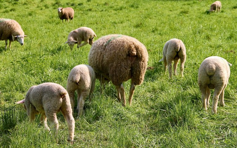 Lo sapevate? Più pecore che uomini. Ecco quanti ovini vivono in Sardegna