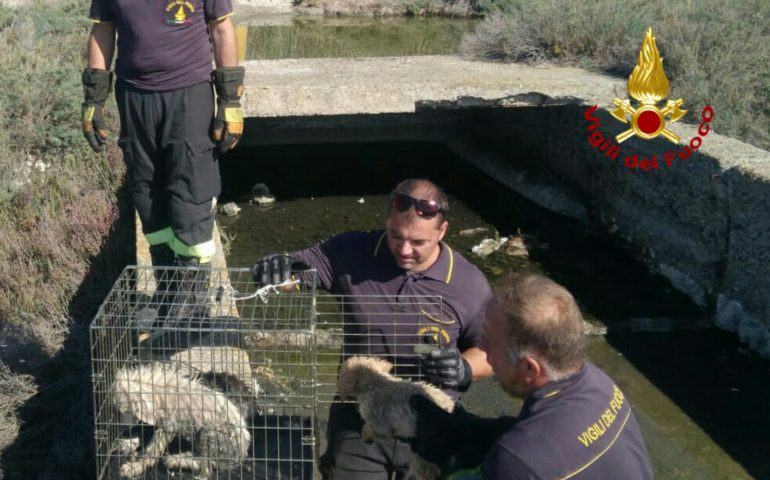 Cadono in un canale e non riescono più ad uscire. Tre cagnolini salvati a Molentargius dai Vigili del fuoco