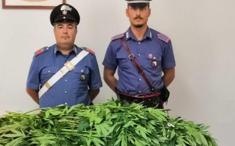 Due piante di cannabis trovate in un terreno a Serdiana. Avrebbero fruttato oltre 3000 euro