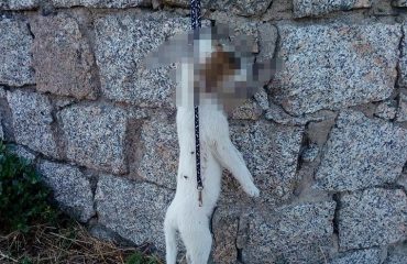 cagnolino impiccato - Foto di Orazio Del Monte