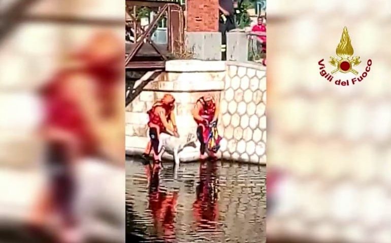 Cagliari: Vigili del Fuoco salvano un cane caduto nel canale alle saline