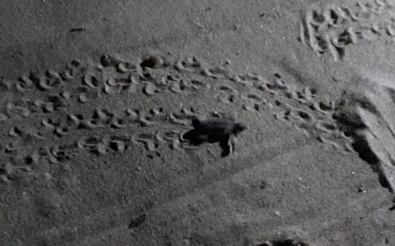 Nuova schiusa di uova di Caretta caretta a Quartu. Altre 86 tartarughine hanno preso il largo