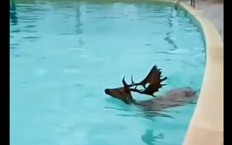 “Guarda, c’è un daino in piscina!” “Dai, no”. La nuotata che non ti aspetti al resort di Pula