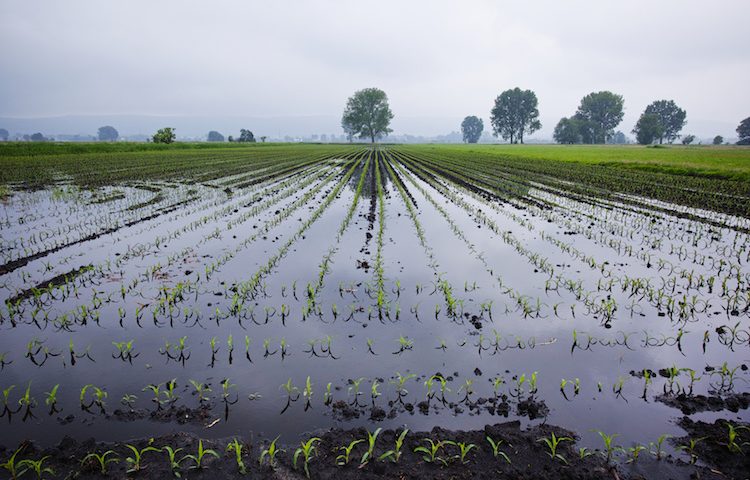 Danni per milioni di euro: le aziende agricole sarde e l’agosto più piovoso di sempre