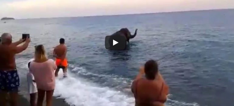 (VIDEO) Lo schiavo evaso dalla prigione: l’elefante che scappa dal circo e cerca il mare