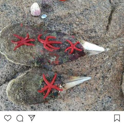 Sardegna, foto con stelle marine fuori dall’acqua, Andrea Lucchetta nella bufera. Poi si scusa