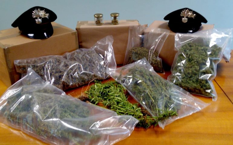 Quartu, i Carabinieri scoprono una piantagione di marijuana ma secondo i coltivatori si tratta di erba light