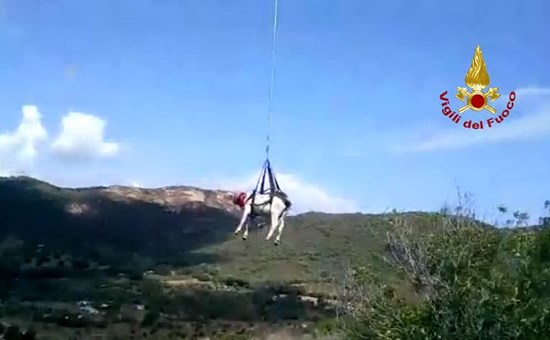 Loiri Porto San Paolo, mucca scivola in un dirupo: salvata dall’elicottero dei Vigili del Fuoco