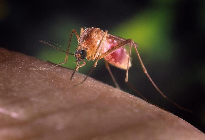 West Nile Virus