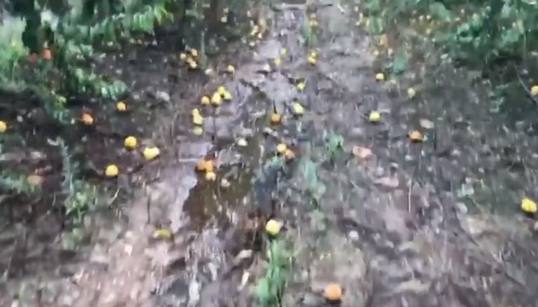 Bomba d’acqua su Villacidro: devastati centinaia di ettari di pescheti e campi allagati ovunque