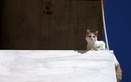 Gatto su un balcone - immagine di repertorio