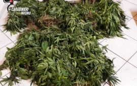 desulo marijuana