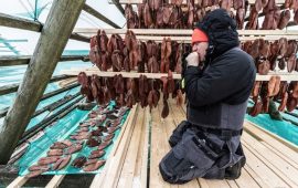 La Bottarga Borealis nella fase di essicazione - Foto Bottarga Borealis