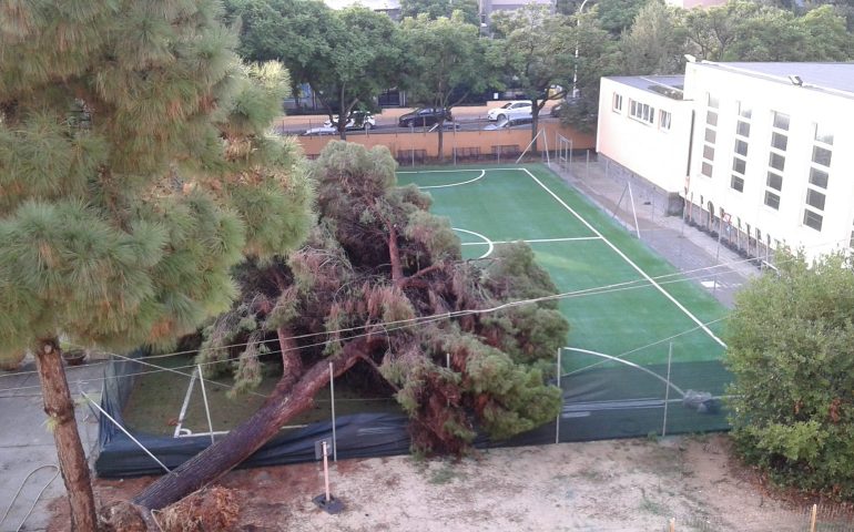 Cagliari, scuola via Venezia: crolla un enorme albero nel giardino