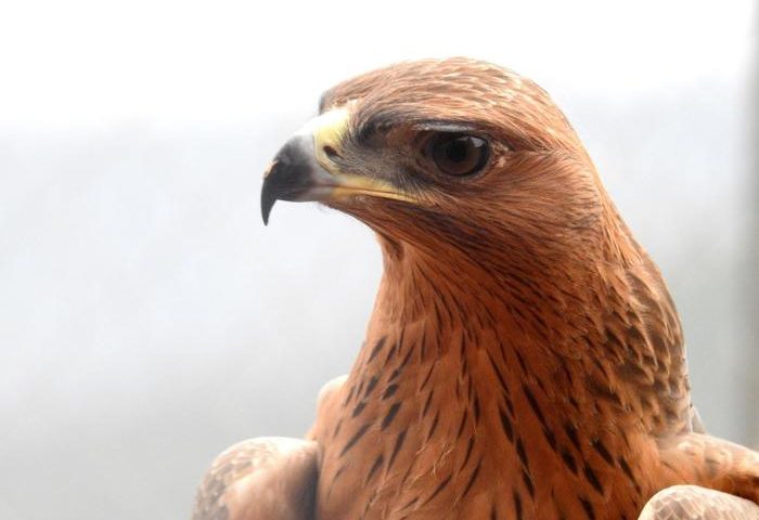 Bitti, nel parco di Tepilora ritornano le aquile di Bonelli