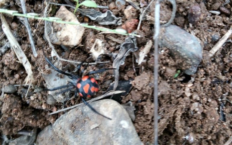 Argia, il ragno del demonio: un nuovo avvistamento nelle campagne di Quartucciu