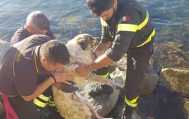 Quartu, S'oru e mari. Cane incastrato fra gli scogli salvato dai Vigili del fuoco