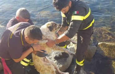 Quartu, S'oru e mari. Cane incastrato fra gli scogli salvato dai Vigili del fuoco