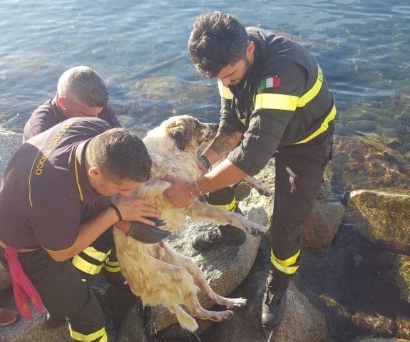 Quartu, S'oru e mari. Cane incastrato fra gli scogli salvato dai Vigili del fuoco