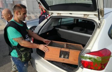 cardellini forestale catturati turista (2)