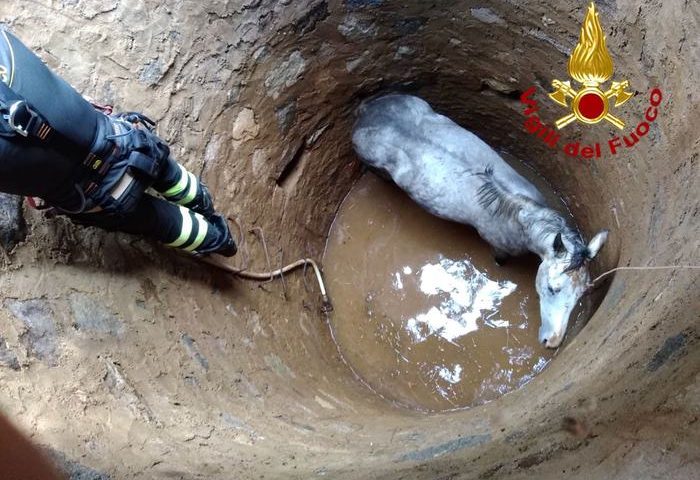 Teti, cavalla cade in un pozzo: salvata dai Vigili del Fuoco