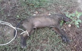 cucciolo cane morto uta