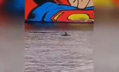 (VIDEO) Il buongiorno dei delfini al porto di Cagliari