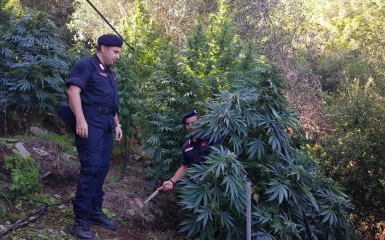 Trenta piante di marijuana nelle campagne di Guspini: fermato un incensurato di 38 anni