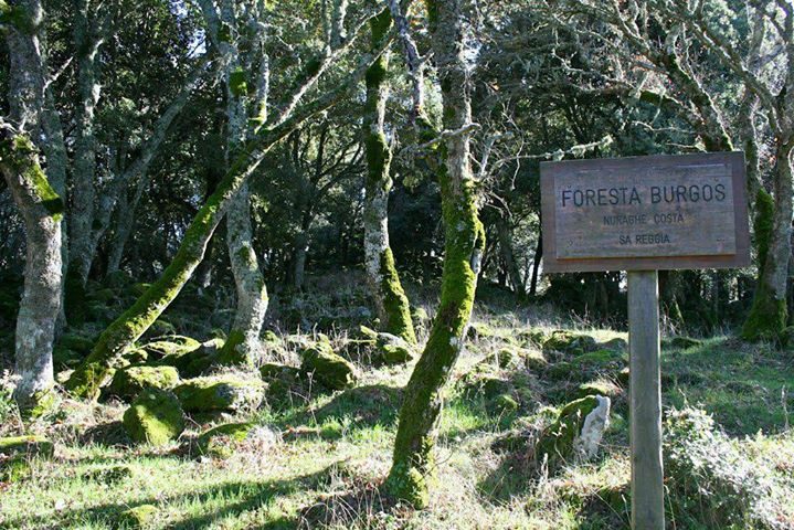 Foresta Burgos: aperte le manifestazioni di interesse per la valorizzazione e il riuso del compendio