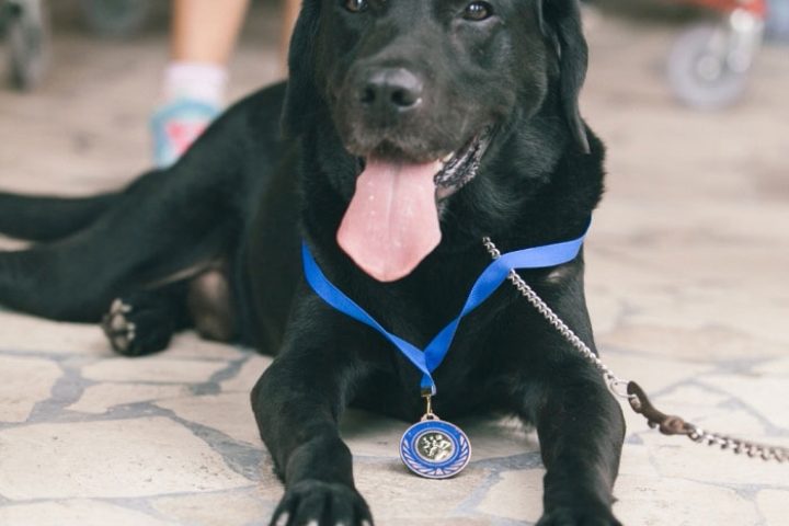 I vostri amici a 4 zampe faranno la Dog Run? C’è ancora tempo fino a domani alle 8.30 per iscriverli