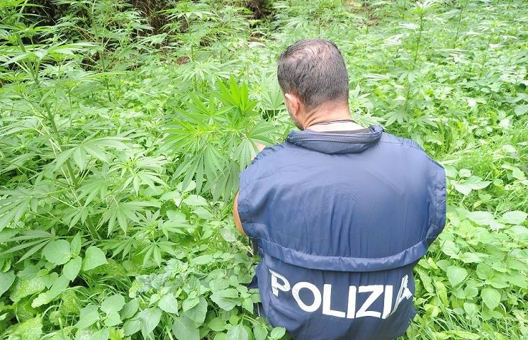 Nuoro, terza, grande, piantagione trovata dalla Polizia nel giro di un mese