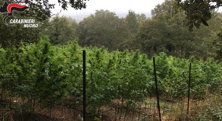 (VIDEO) Azienda dell’illegalità a Ollolai, scoperta maxi piantagione di oltre 2mila piante di cannabis