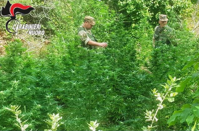 Coltivavano cannabis in terreno comunale: arrestati due giovani a Villagrande