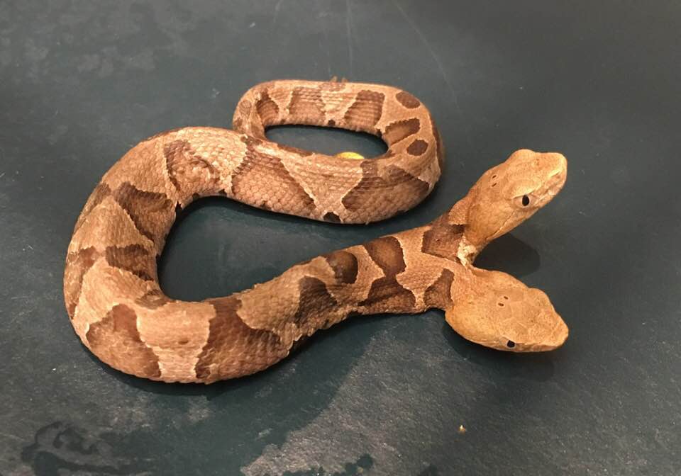 Stati Uniti, trovato rarissimo esemplare di serpente con due teste Cagliari Stati Uniti, trovato rarissimo esemplare di serpente con due teste Cagliari