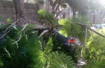 Alberi caduti nel Largo Carlo Felice - Foto di Edoardo schwarzenberg