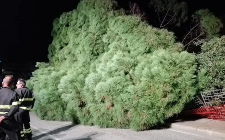 albero caduto