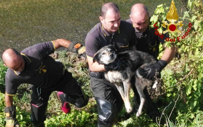 Un cane cade in un canale a Quartu Sant’Elena. Recuperato dai Vigili del fuoco