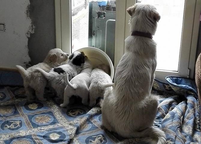 cani