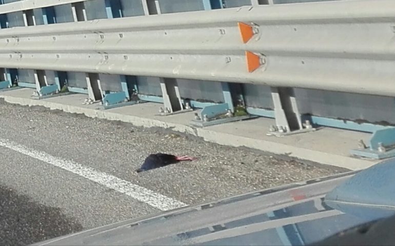 La foto: la triste fine di un raro pollo sultano, investito in viale Marconi