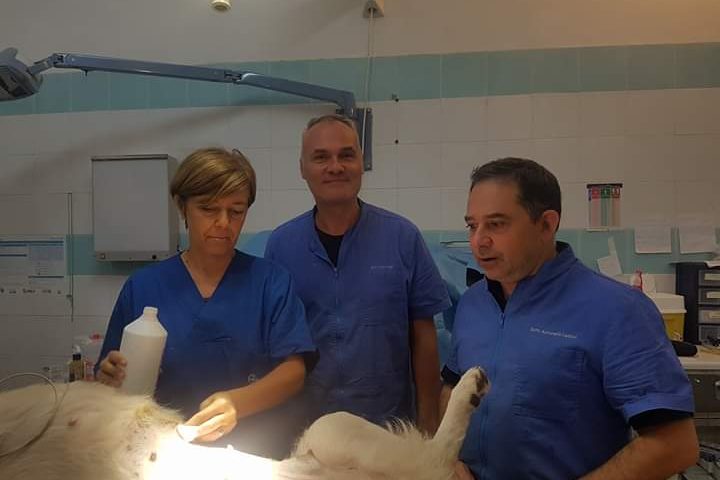 Servono i soldi per la sterilizzazione dei cani : i volontari chiedono i fondi alla Regione