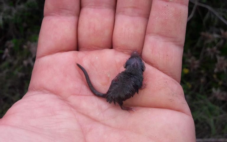 Lo sapevate? A Tavolara ha fatto la sua ricomparsa il mustiolo, il mammifero più piccolo del mondo