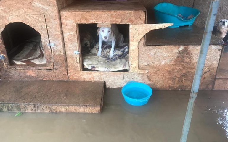Maltempo. Ore di paura al rifugio di Gonnosfanadiga: 230 cani in pericolo