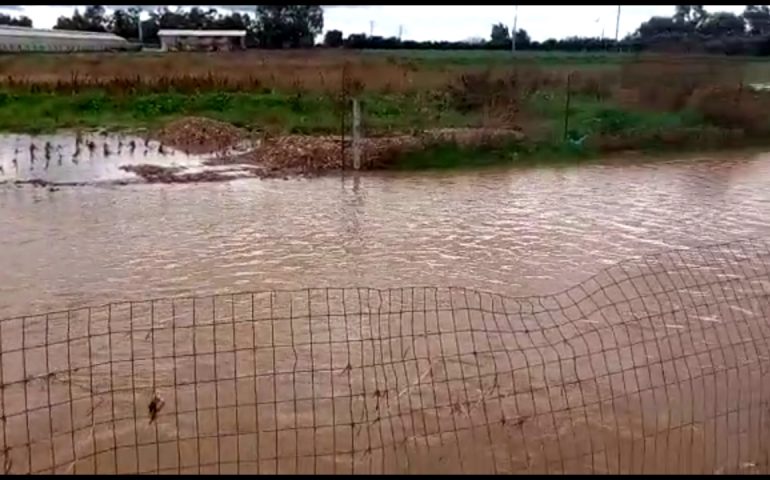 (VIDEO) Il maltempo fa ancora danni ma ci sono agricoltori che non si arrendono e si rimboccano le maniche